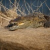 Krokodyl bahenni - Crocodylus palustris - Mugger Swamp Crocodile o1043